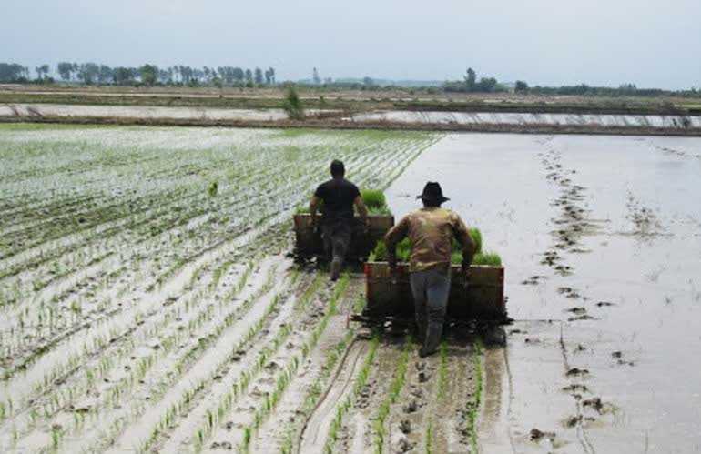 کشت دوم برنج، آب‌های زیرزمینی را هورت می‌کشد